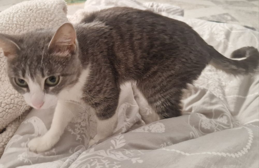 Отдам кошку в добрые руки