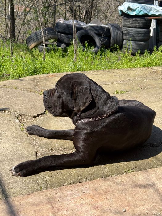 Кученца Кане Корсо