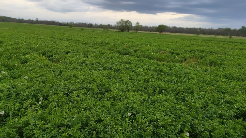 Vând Lucernă pomposa de luni disponibila