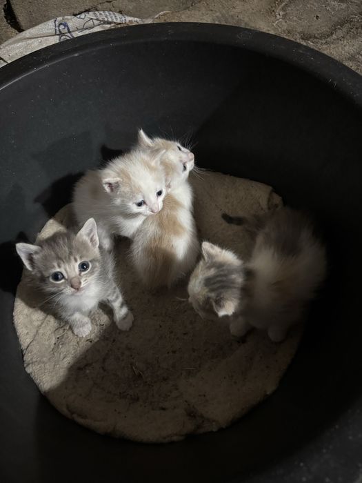 Отдам котят в добрые руки ! 3 девочки 1 мальчик