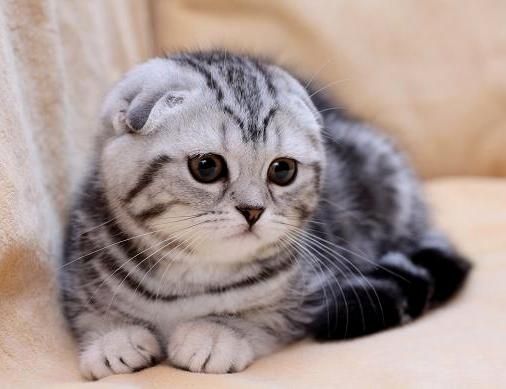 Скоттиш Страйт котята