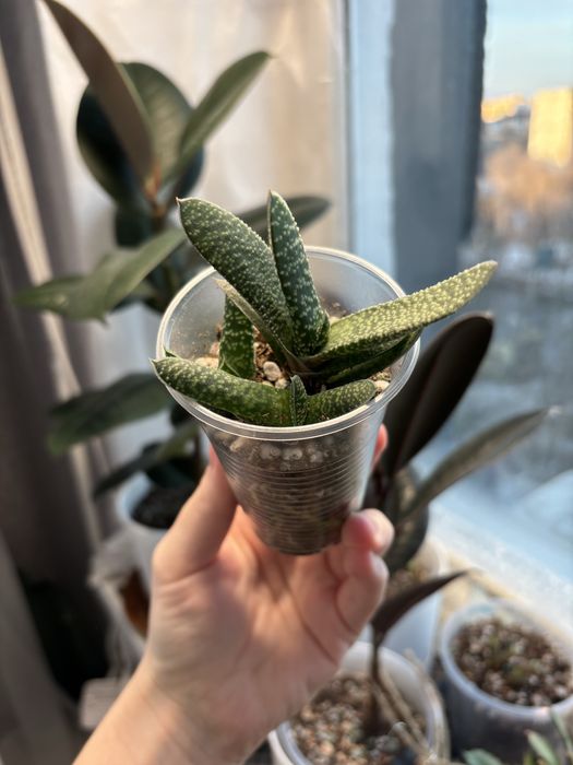 Продам комнатные цветы