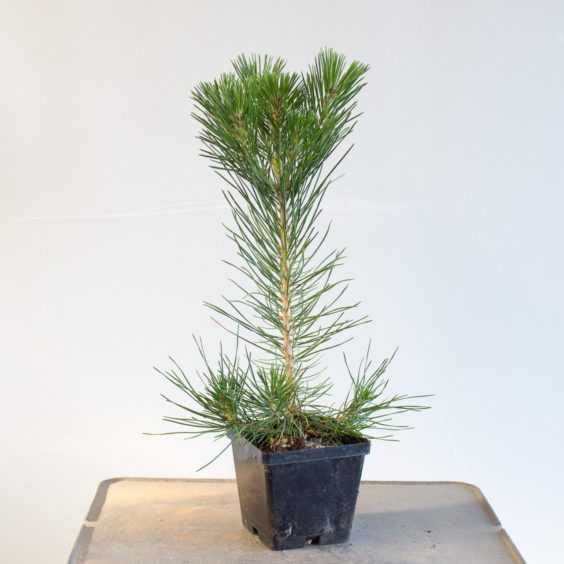 Pin Pinus Sylvestris nigra strobus
