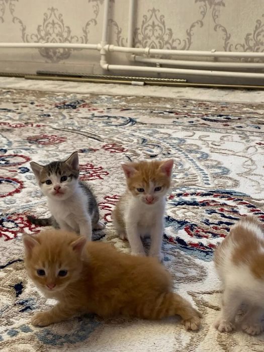 Отдам котят в добрые руки