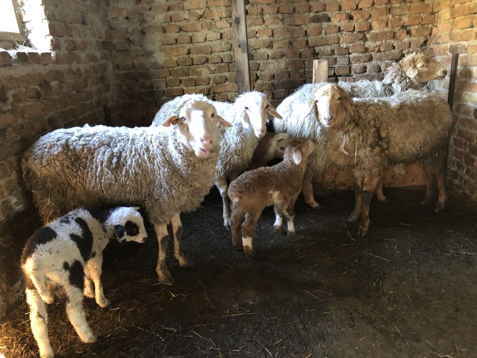 Койлар сатылады