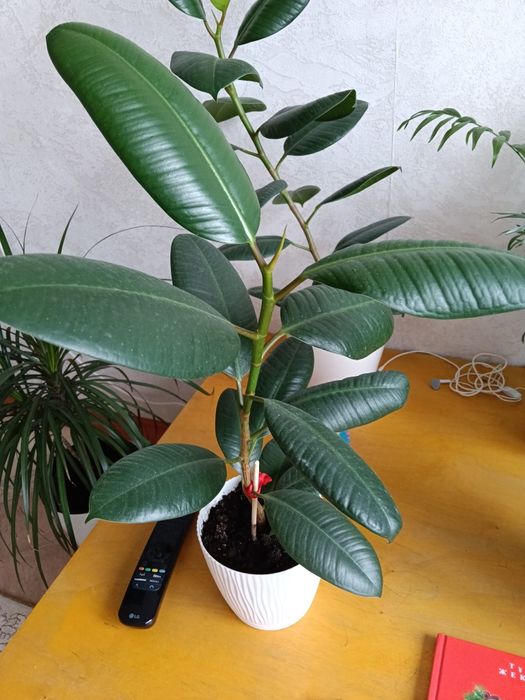 Продам комнатные цветы