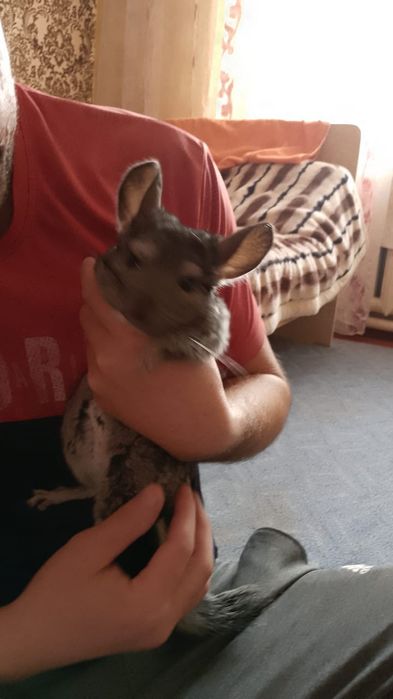 Продам шиншилу, мальчик, ручной, 2 года.