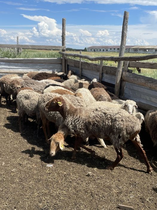Койлар сатылады продам бараны