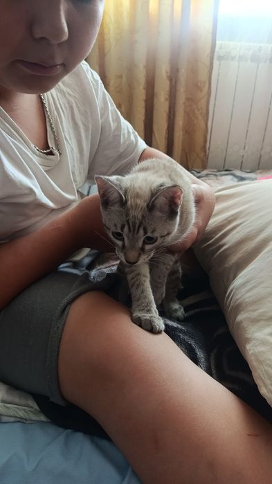Отдам кошечку 4 месяца