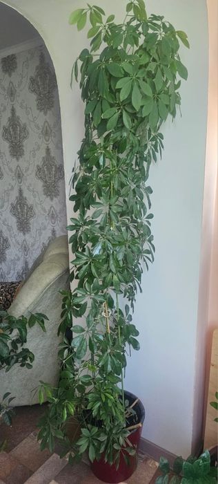Шефлера с горшком