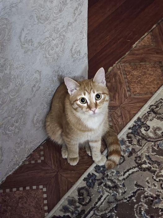 Отдам кота в добрые руки