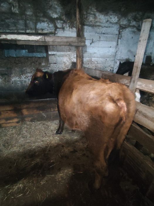 Корова молочная дойная