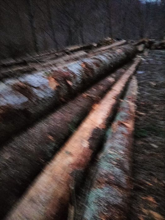 Cherestea  brad și molid