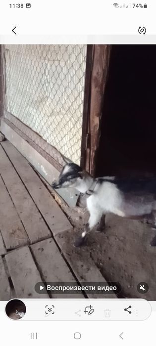 Альпи пиакөк еркек лақ