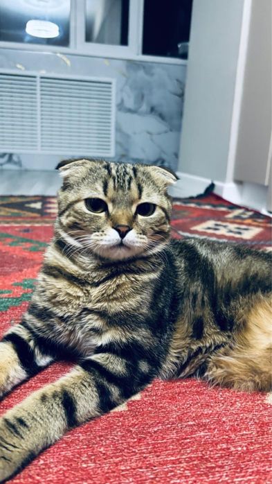 Кот пародистый очень