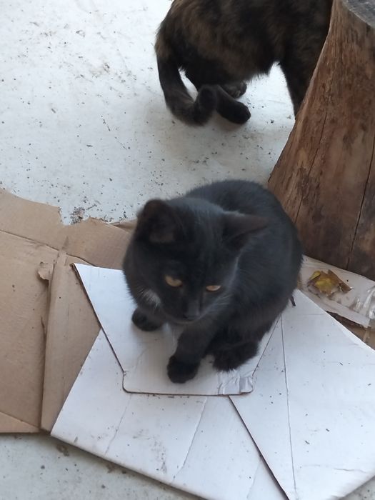 Продаём уличный котенок