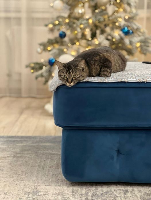 Срочно! Домашняя мурлыка ищет семью