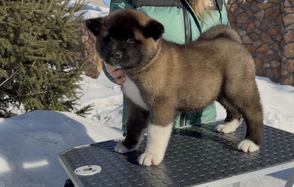 Щенки Американская Акита