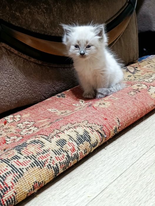 Отдам котят в добрые руки