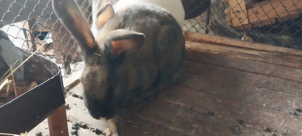 Куйон сотилади 220 минг