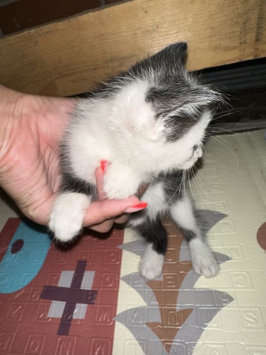 Отдам котят бесплатно!