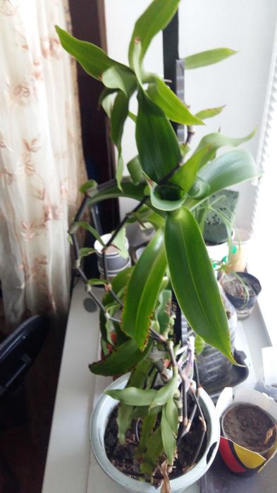 Цветы Золотой ус. Лук