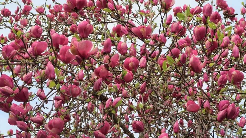 Magnolii la oferta, la ghiveci, diferite soiur, livrare prin curier.