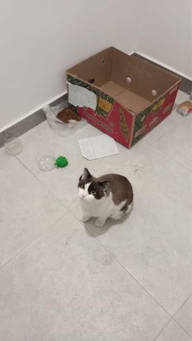 Кошка в добрые руки