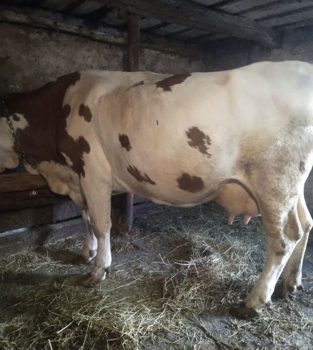 Vaca de vanzare, Judetul Cluj.