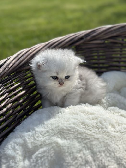 Scottish longhair CU PEDIGREE