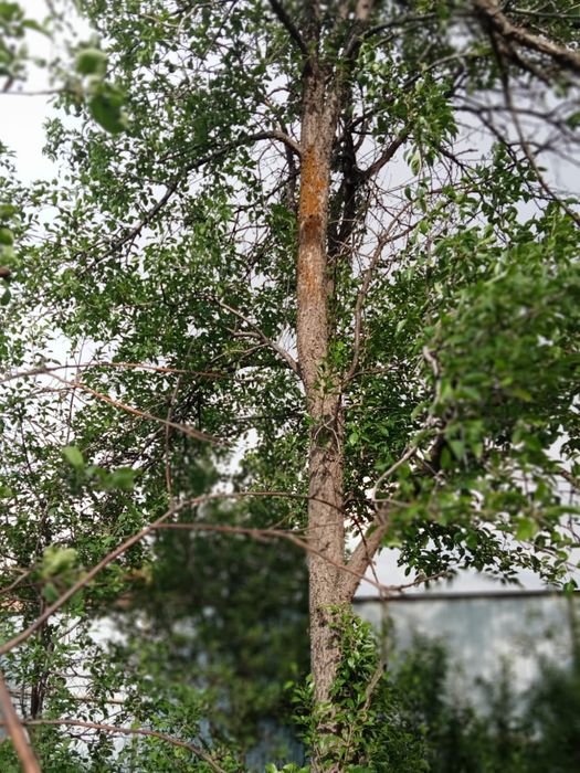 Турарские дачи в сторону