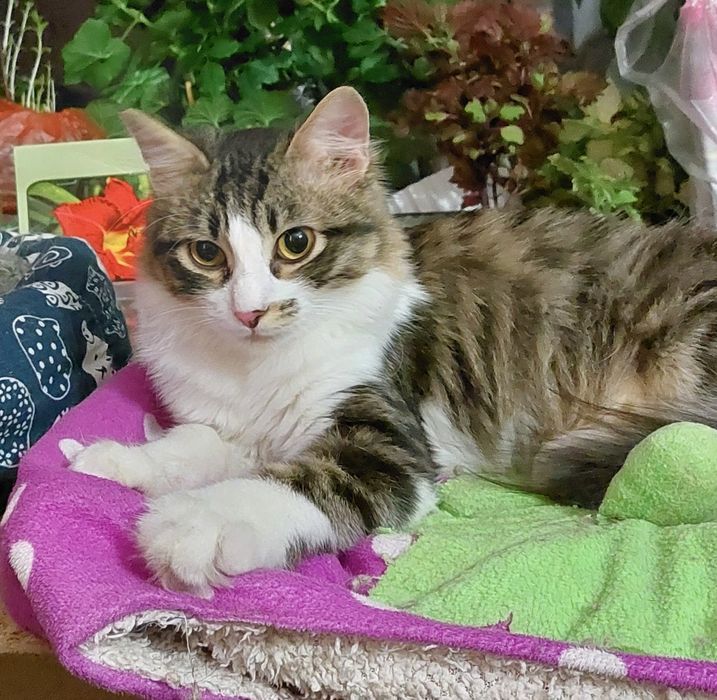 Отдам котика, зовут Сеня.