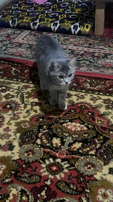 Британская кошка