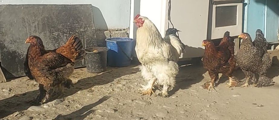 Продаётся ПЕТУХ и КУРЫ (брамо)