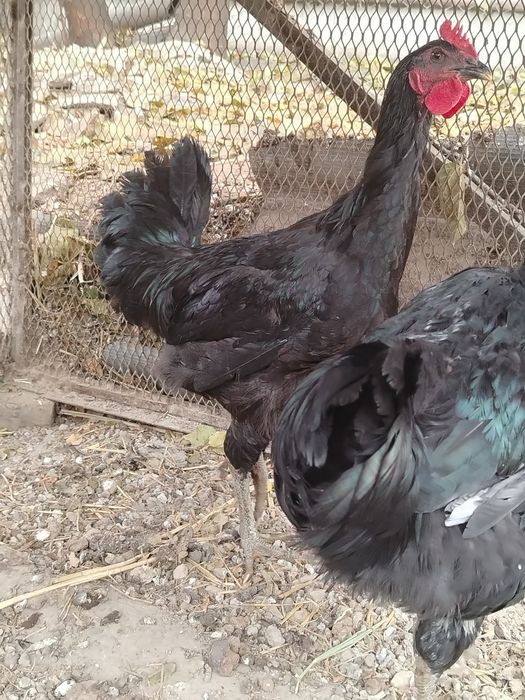 Qorashahzoda jo'ja xo'rozlar sotiladi