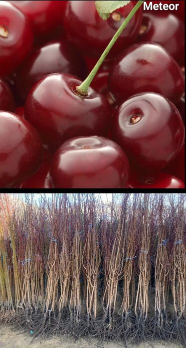 Caisi-pomi fructiferi