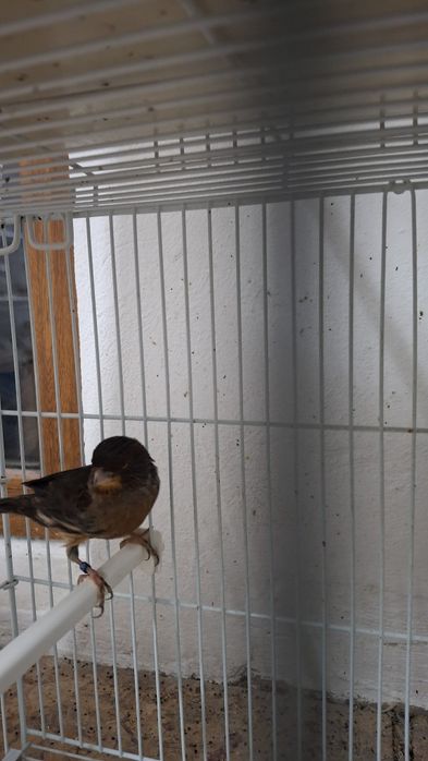 Canari și canarite