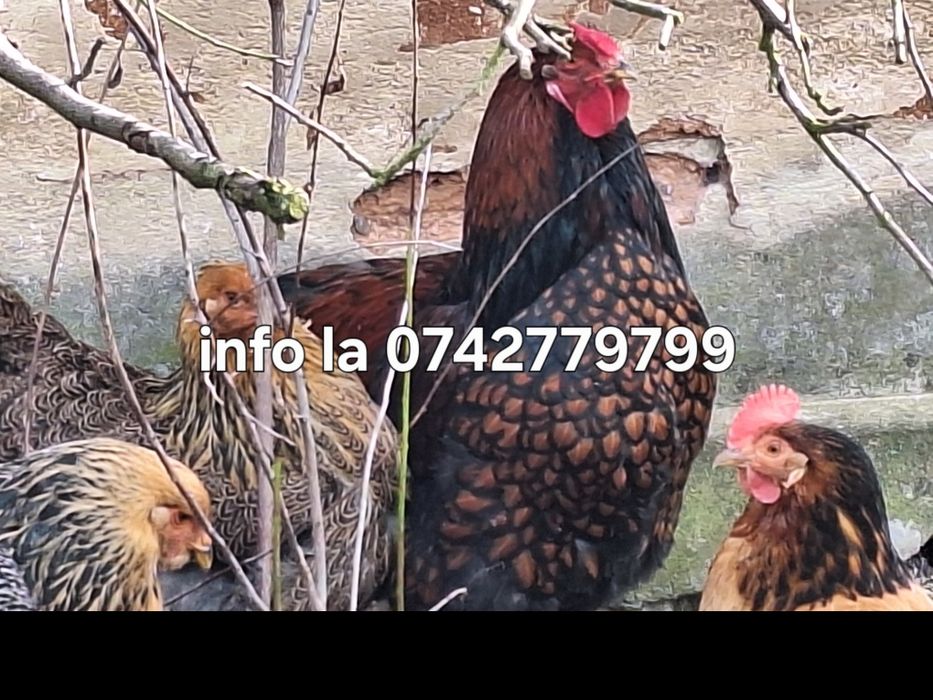 Oua de gaina pt incubat