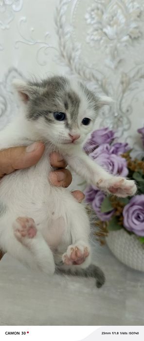 Мушук боласи онаси зотли