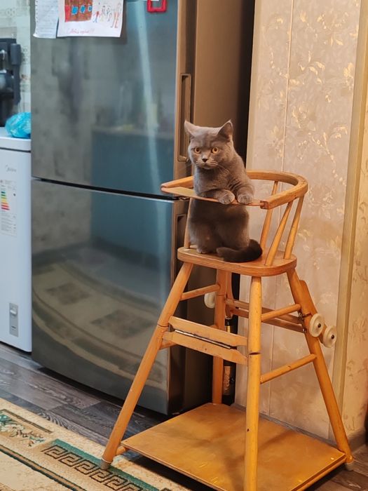 Продам скотиш страйт девочку!!!