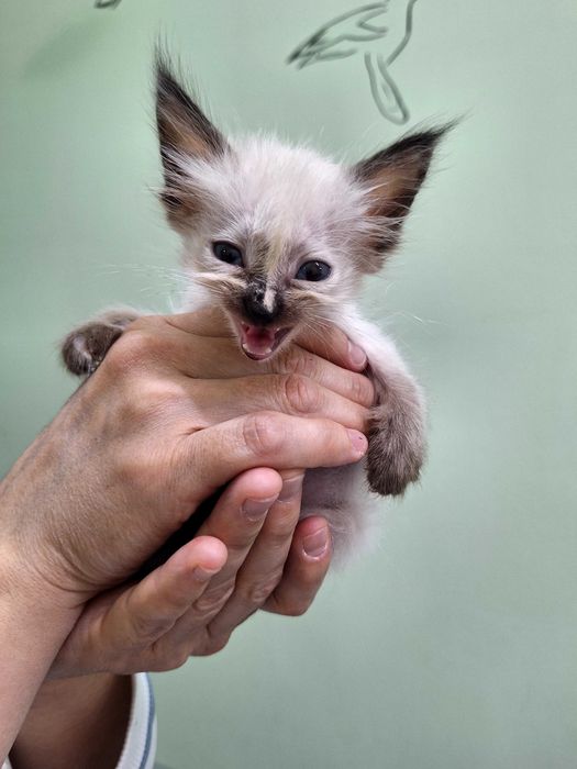 Котята добрым людям.