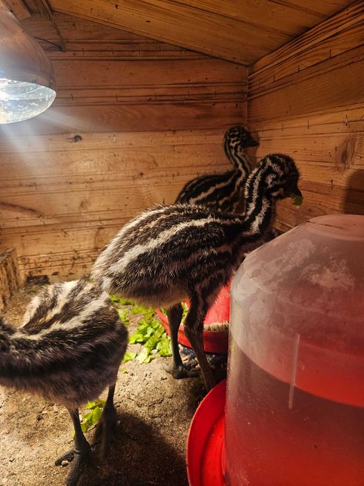 Ему - 4 бебетата и две големи