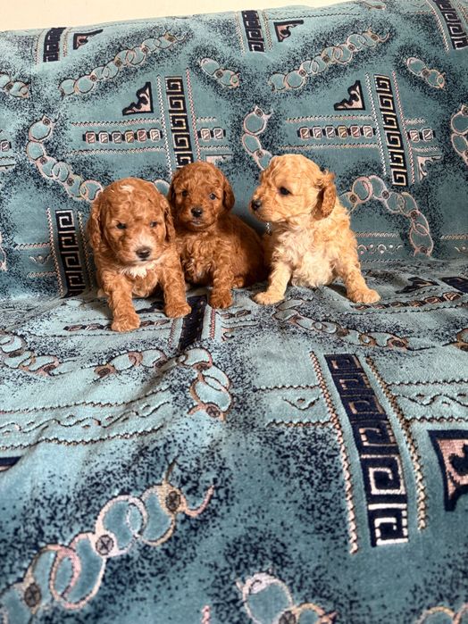 Той пудели момчета и момиче