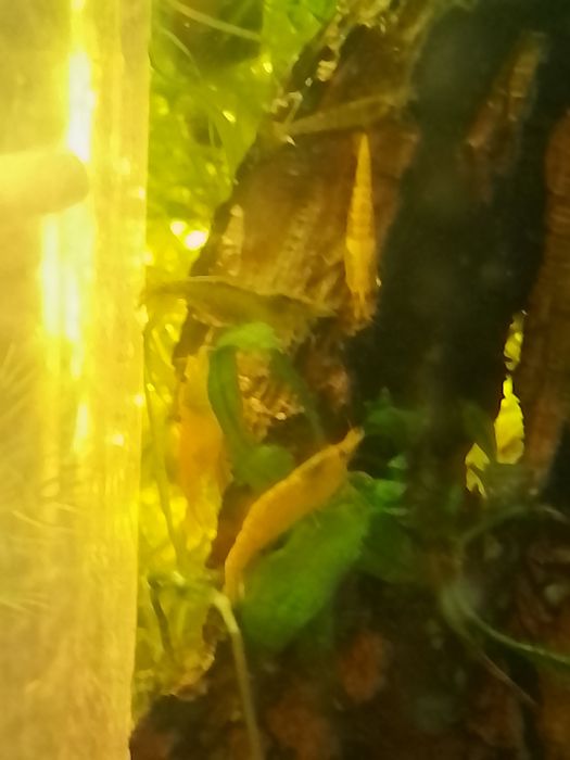 Creveti Blue Diamond, Red Sakura,transparenti,rcs,ancistrusi,m