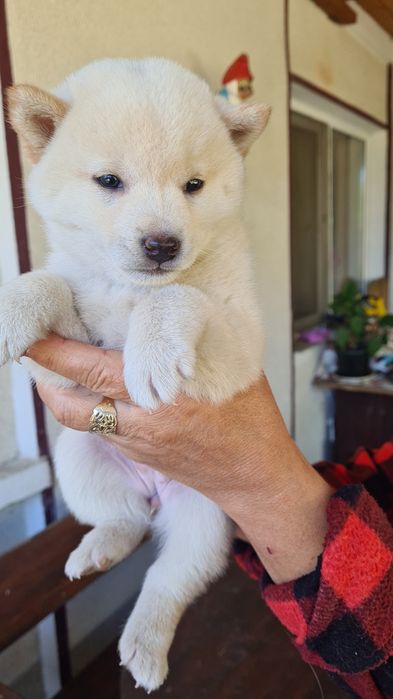 Pui shiba inu varsta 9 saptamani