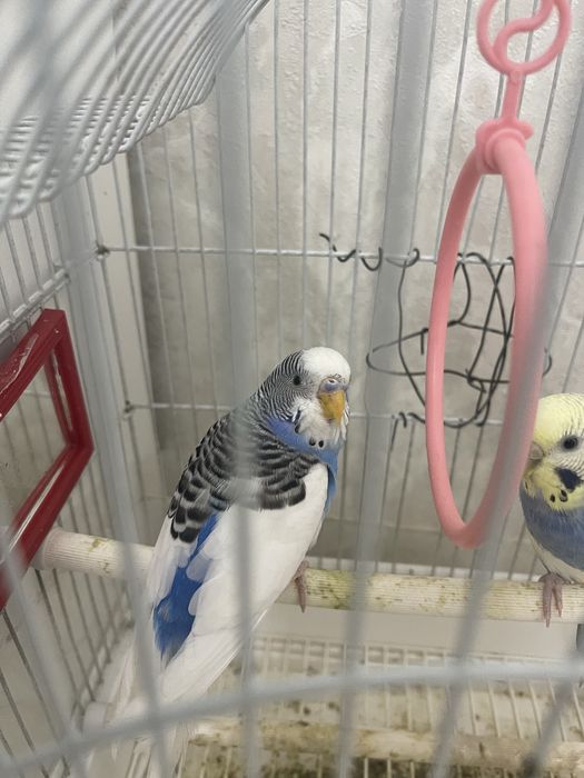 Волнистые попугаи продам