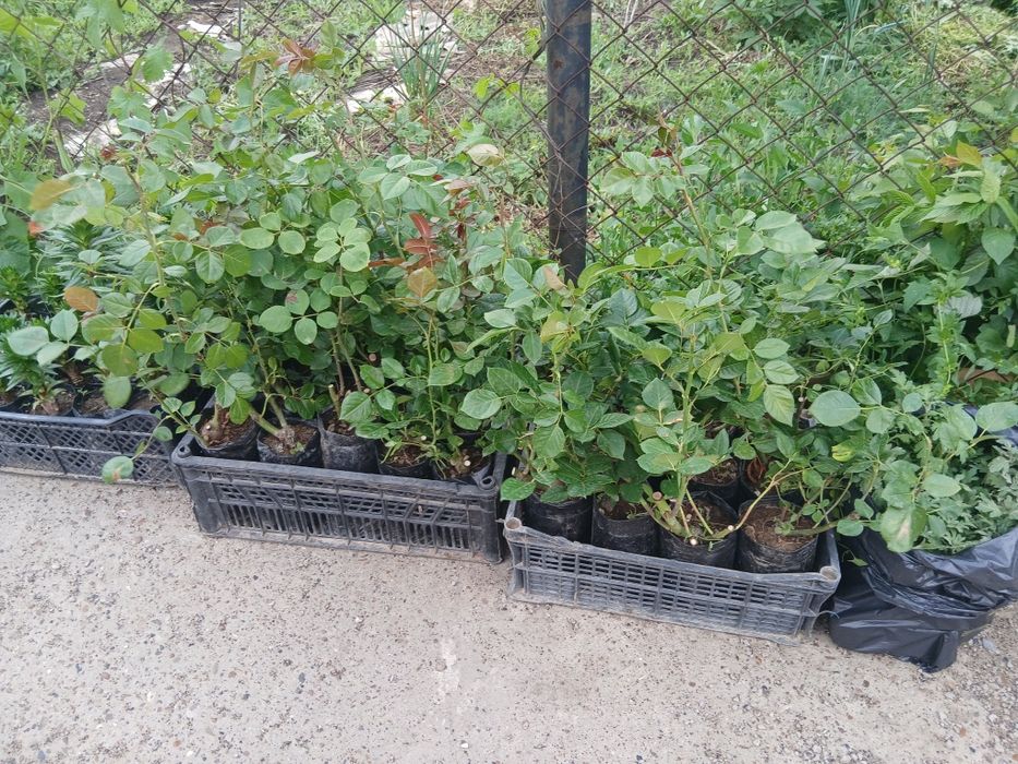 Розы с комом, разные сорта и цветов