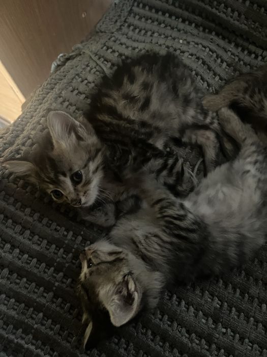 отдам котят в добрые руки (мальчики)