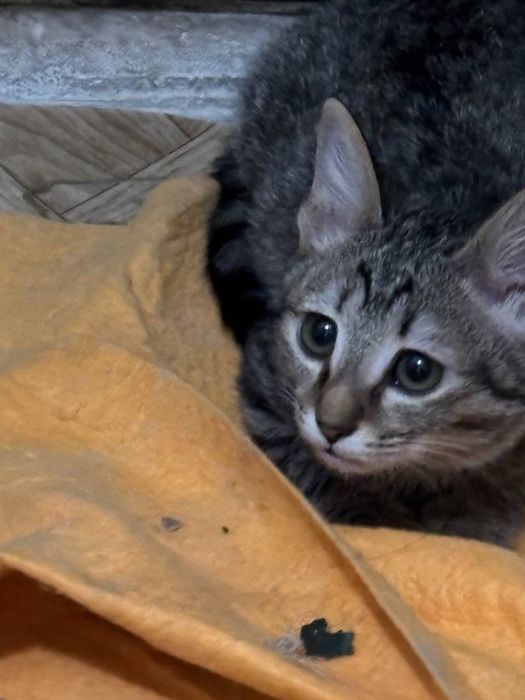 Отдаем котят бесплатно кол-во 3