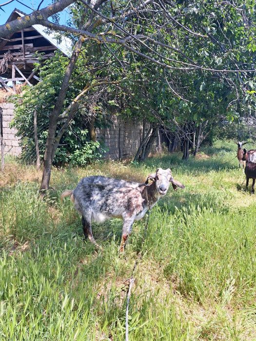 Vad iada de un an+ capra de raaa batrana de traiere nu mai este marluta de 2ani si numai da lapte